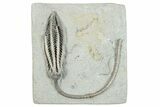 Fossil Crinoid (Histocrinus) - Crawfordsville, Indiana #279660-1
